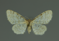 Idaea sylvestraria (Hübner, 1799)