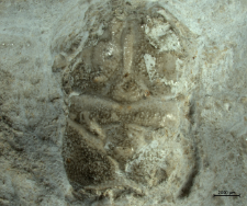 Planoprosopon thiedae