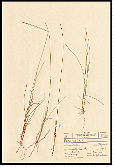 Carex dioica L.