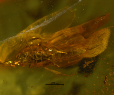 Platygastridae (Scelionidae)