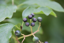 Cornus amomum Mill.