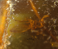 Diptera (Nematocera)
