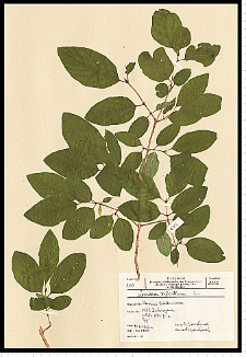Lonicera xylosteum L.
