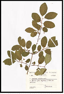Lonicera xylosteum L.