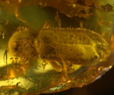 Cleridae