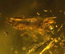 Latridiidae
