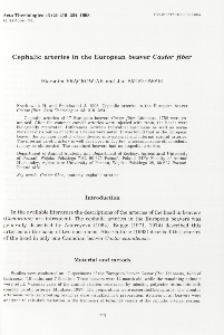 Cephalic arteries in the European beaver Castor fiber