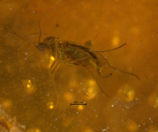 Sciaridae