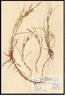 Carex hirta L.