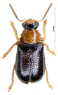 Zeugophora flavicollis (Th. Marsham, 1802)