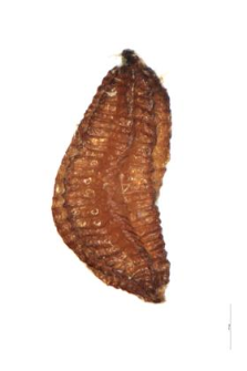 Limosella aquatica L.