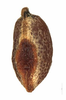 Pedicularis silvatica L.