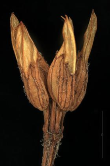 Pedicularis verticillata L.