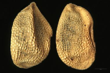 Pedicularis Hacquetii Graf.