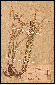 Carex pilosa Scop.