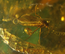 Sciaridae