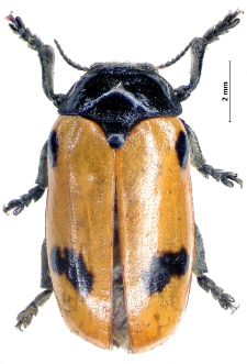 Clytra quadripunctata (Linnaeus, 1758)