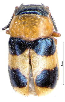 Coptocephala rubicunda (Laicharting, 1781)