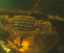 Latridiidae