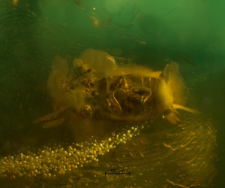 Mycetophagidae
