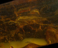 Trichoptera