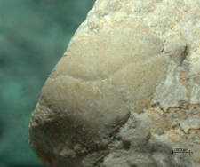 Eodromites bernchrisdomiorum