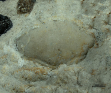 Eodromites bernchrisdomiorum