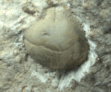 Eodromites bernchrisdomiorum