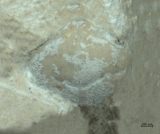 Eodromites bernchrisdomiorum