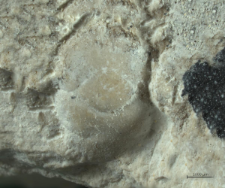 Tanidromites species