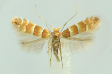 Phyllonorycter nicellii (Stainton, 1851)