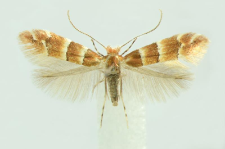 Phyllonorycter tristrigella (Haworth, 1828)