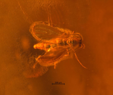 Diptera (Nematocera)