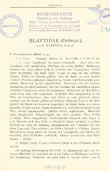 Blattidae (Orthopt.)