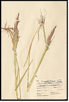 Calamagrostis epigejos (L.) Roth