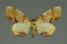 Plagodis dolabraria (Linnaeus, 1767)