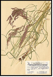 Calamagrostis canescens (Weber) Roth