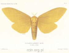 Beiträge zur kenntniss der insektenfauna von Kamerun. No. 11, Lepidoptera Heterocera