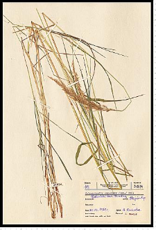 Calamagrostis canescens (Weber) Roth
