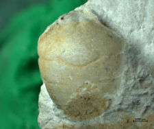 Eodromites bernchrisdomiorum