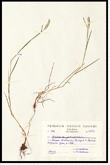 Alopecurus geniculatus L.