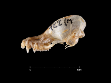 Myotis californicus