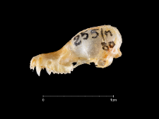 Myotis californicus