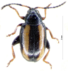Phyllotreta nemorum (Linnaeus, 1758)