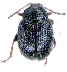 Epitrix pubescens (Koch, 1803)