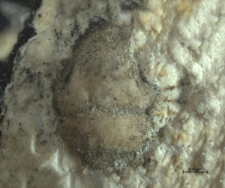 Goniodromites kubai