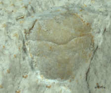 Goniodromites kubai
