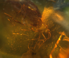 Sciaridae
