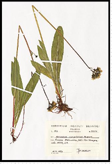 Hieracium caespitosum Dumort.
