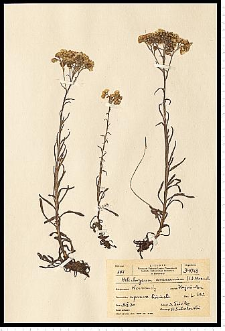 Helichrysum arenarium (L.) Moench
